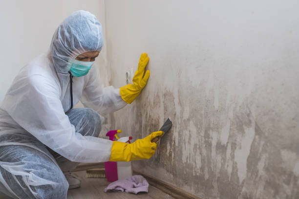 Best HVAC Mold Remediation in Elk City, OK