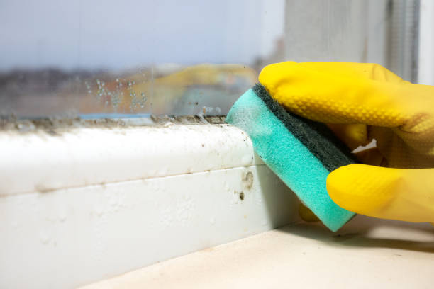 Best Localized Mold Remediation (e.g., coastal areas, humid climates) in Elk City, OK