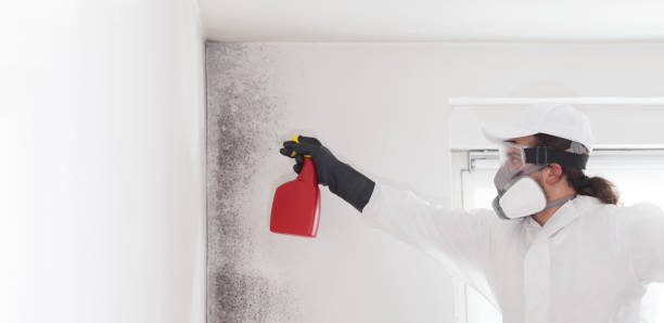 Professional Mold Remediation in Elk City, OK