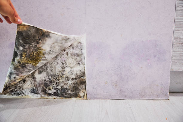 Best Mold Remediation for Specific Building Types in Elk City, OK